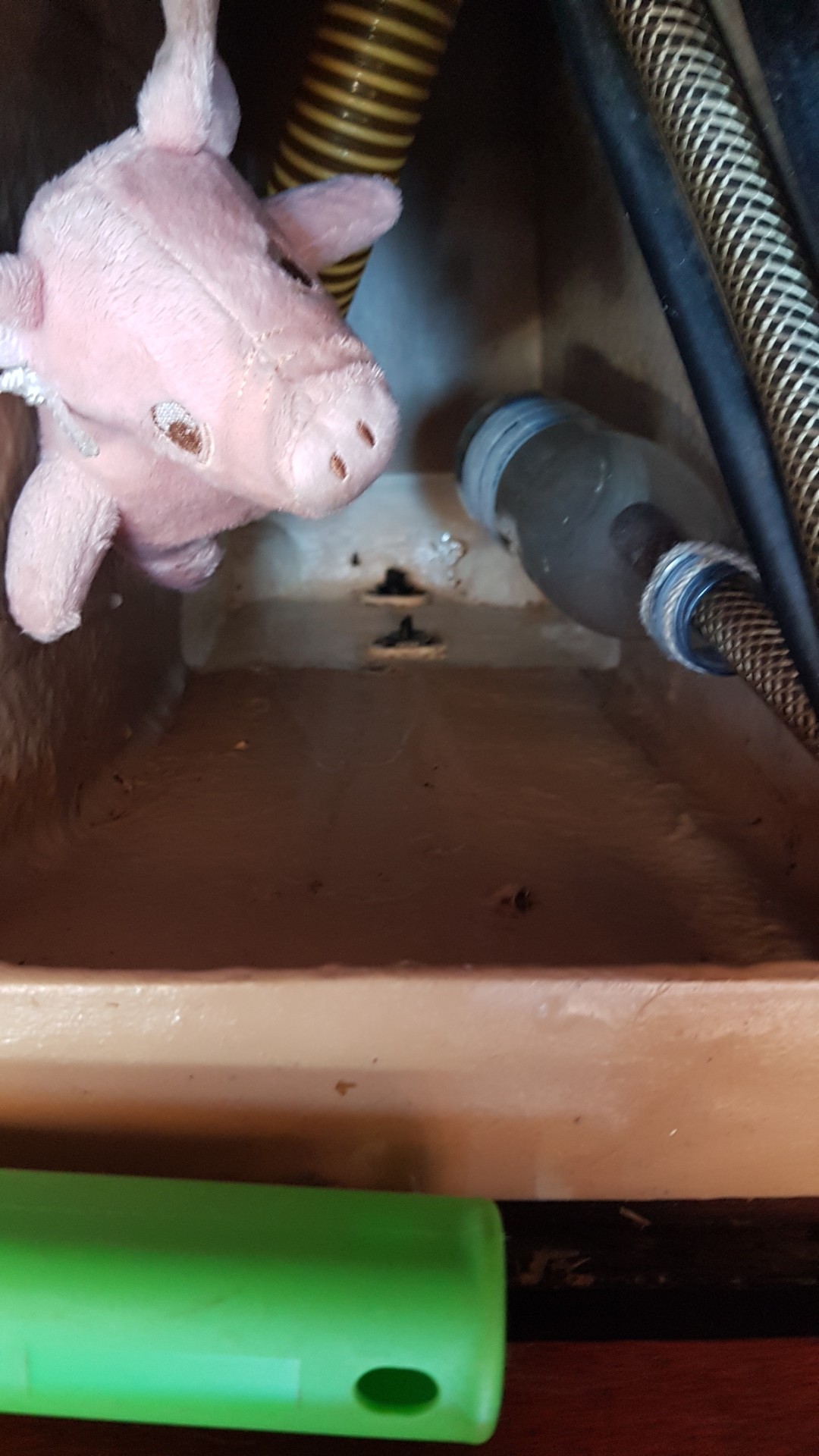 Unser Bilgenschwein
